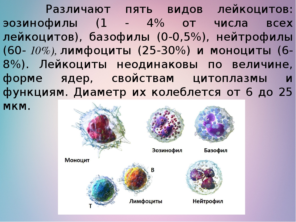 Лейкоциты нейтрофилы эозинофилы. Функции моноцитов базофилов нейтрофилов эозинофилов. Нейтрофилы эозинофилы базофилы таблица. Функции нейтрофилы лимфоциты. Виды лейкоцитов в крови.