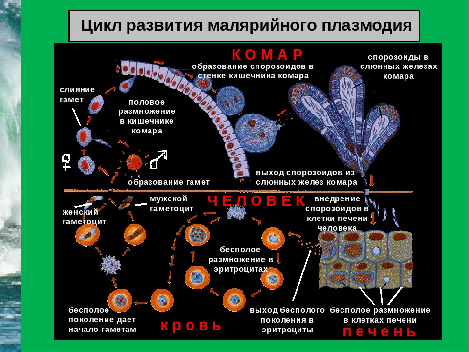 Цикл малярии. Стадии жизненного цикла малярийного плазмодия. Цикл малярийного плазмодия ЕГЭ. Стадии цикла развития малярийного плазмодия. Жизненный цикл малярийного плазмодия схема.