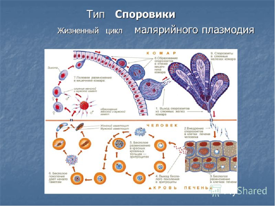 Цикл малярии. Жизненный цикл малярийного плазмодия. Тип Апикомплексы, жизненный цикл малярийного плазмодия. Цикл развития споровиков малярийного плазмодия. Цикл малярийного плазмодия биология.
