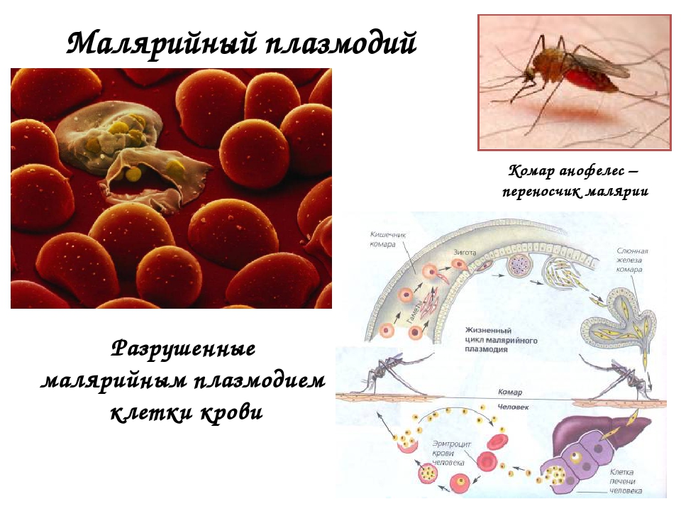 Малярия клетки