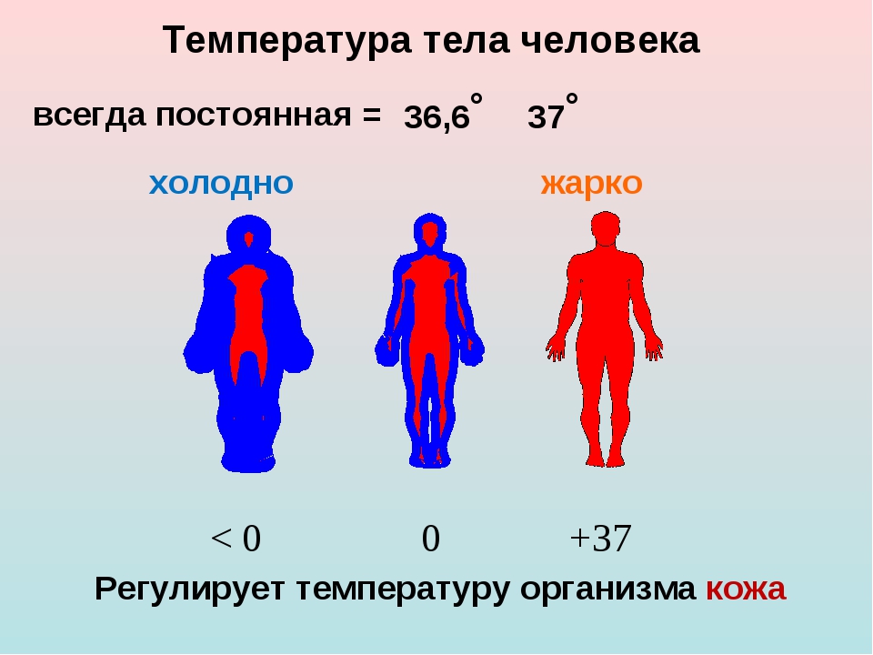 Температурная схема человека