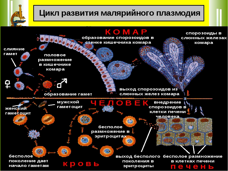 Малярия цикл развития малярийного плазмодия. Схема развития малярийного плазмодия. Цикл развития малярийного плазмодия схема. Стадии жизненного цикла малярийного плазмодия.