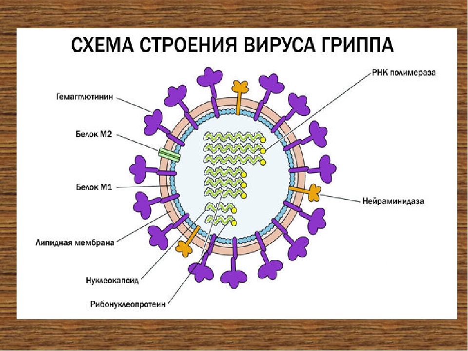 Ковид какая группа вирусов. Основные структурные компоненты вириона вируса гриппа типа а. Структура вируса гриппа микробиология. Коронавирус строение вириона. Строение вириона гриппа.