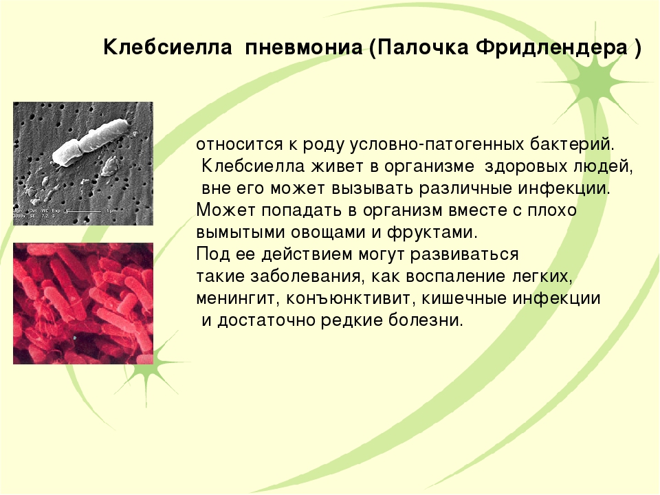 Klebsiella pneumoniae 10 6. Клебсиелла характеристика. Klebsiella pneumoniae биохимические свойства. Пневмония, вызванная палочкой Фридлендера.