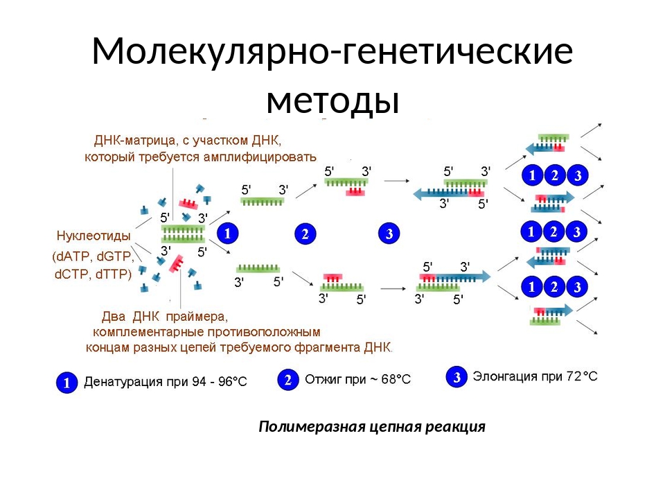 Генетическое образование. Молекулярно-генетические методы ДНК-диагностики. Молекулярно генетический метод ПЦР. Молекулярно-генетический метод исследования генетики. Молекулярный метод исследования.