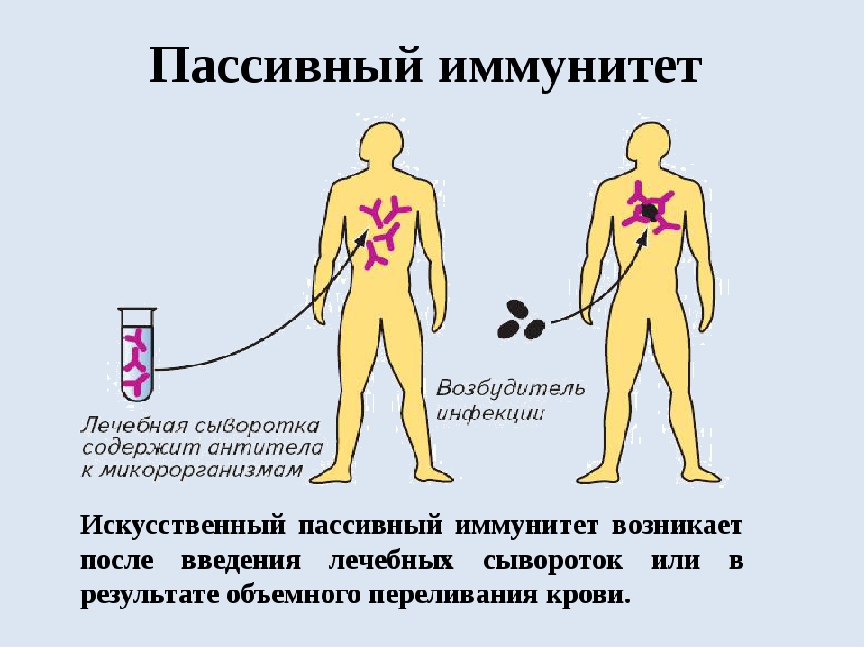 Иммунитет вырабатываемый у человека после вакцинации