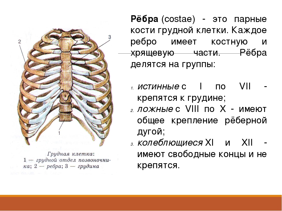 Анатомия человека грудная клетка ребра. Кость ребра строение. Рёбра человека строение. Хрящевая часть ребра.