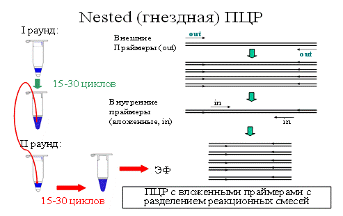 Пцр тест картинки