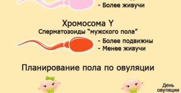 Зачать девочку по овуляции. Пол ребенка по овуляции. Зачатие мальчика по овуляции. Планирование пола ребенка по овуляции.