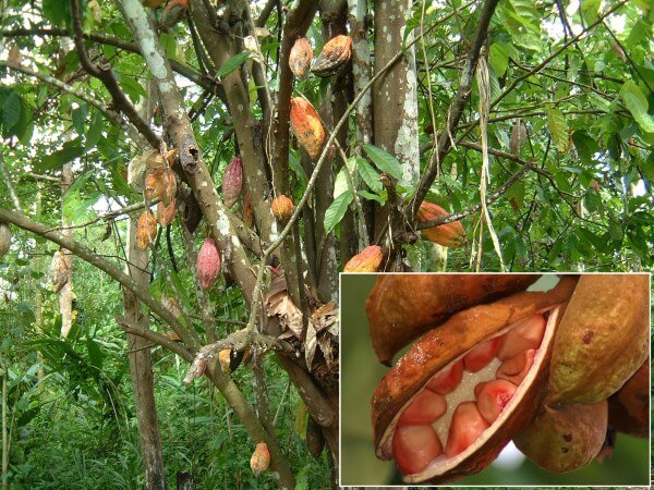 Фото: как растет орех Кола
