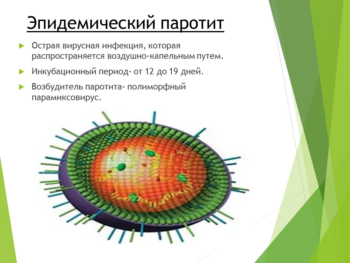 Эпидемического паротита проводится по схеме