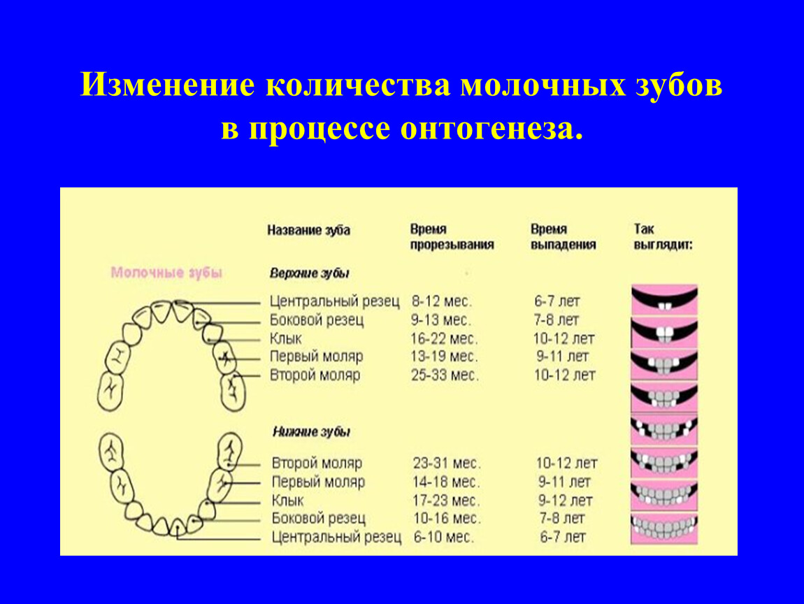 Какие зубы выпадают у детей схема молочные и постоянные