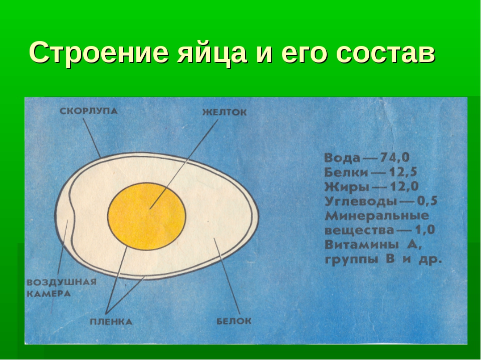 Витамины в яичном желтке. Желток белок строение яйца. Строение яйца рисунок. Схема строения куриного яйца рисунок. Строение яйца курицы.