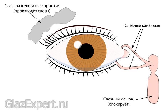 Слезные пути