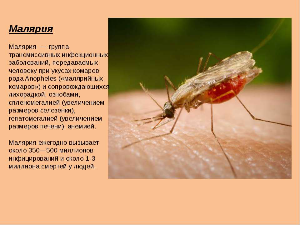 Инфекции передающиеся через укусы кровососущих насекомых. Малярийный комар распространение заболевания. Комар переносчик малярии малярийный комар. Пути заболевания малярийного комара.