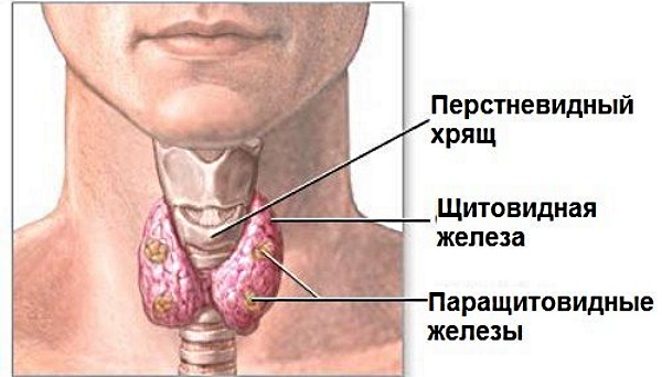 Щитовидная железа. Симптомы заболевания у женщин, мужчин. Внешние признаки, воспаление, диагностика и лечение увеличенной щитовидки