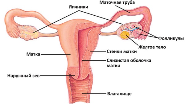 Кольпит. Симптомы и лечение у женщин трихомонадный, кандидозный, сенильный, атрофический, неспецифический, хронический, грибковый. Свечи, препараты