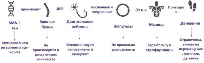 Спинально-мышечная атрофия у детей, взрослых. Что это такое, симптомы, лечение, клинические рекомендации