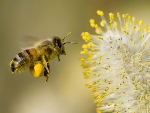 honey from floral sources is called blossom honey 