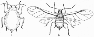 aphids that give us honeydew