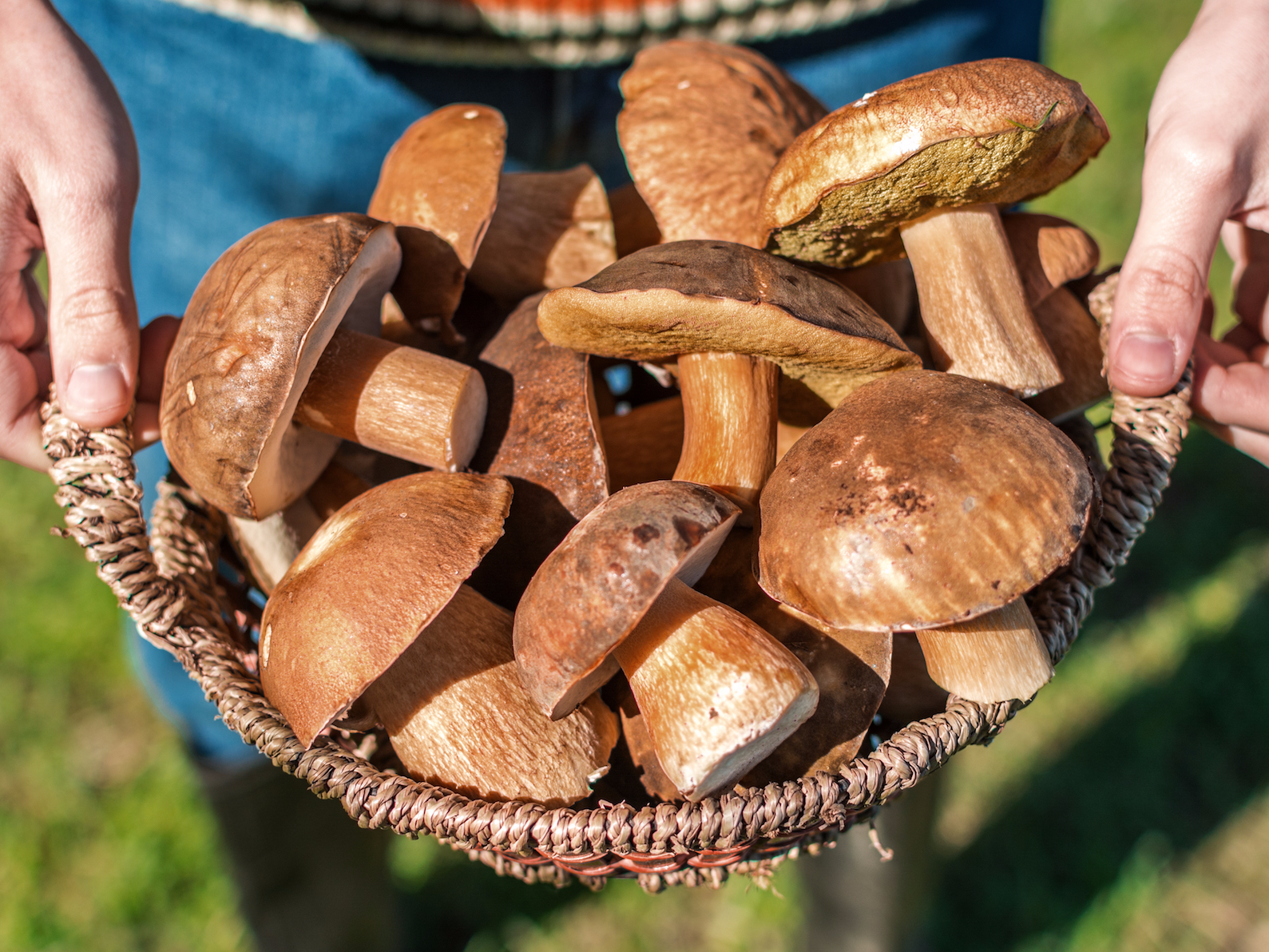 1 mushrooms to gather in autumn. Грибы кушать. Гриб ест гриб. Мамины грибочки. Грибы полезные для сельского хозяйства.