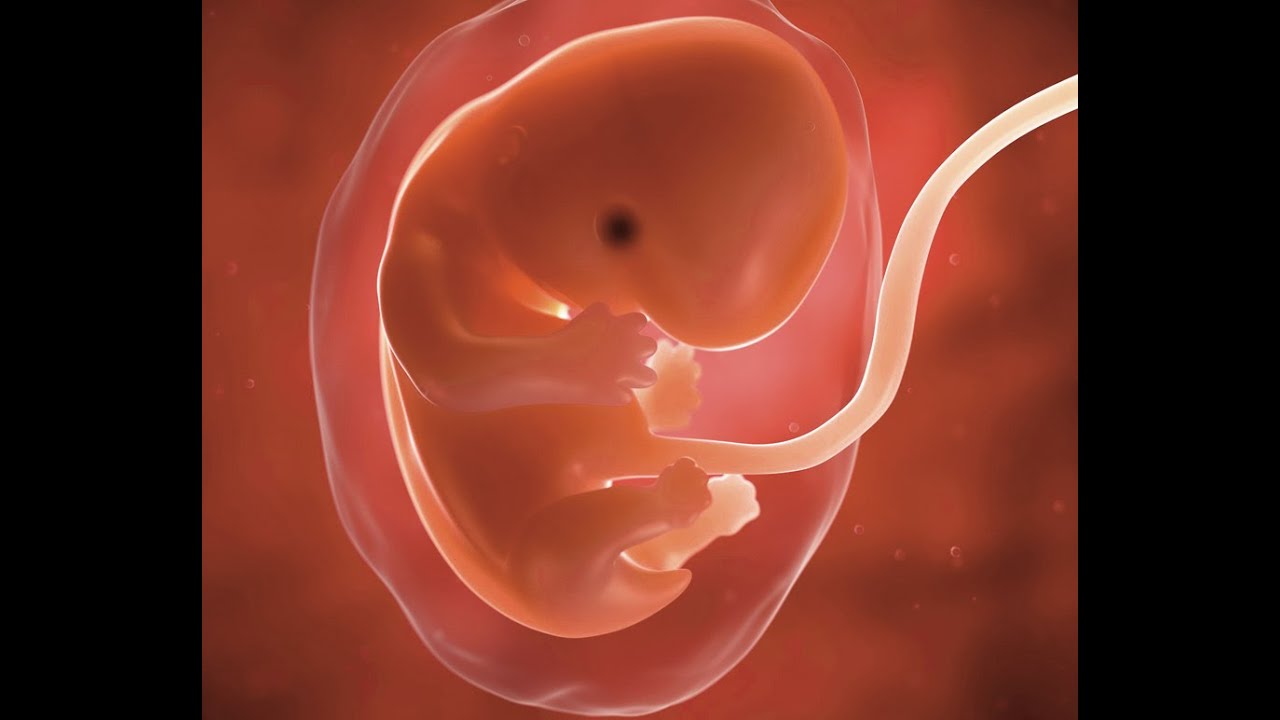 Как выглядит ребенок в 8 недель беременности фото