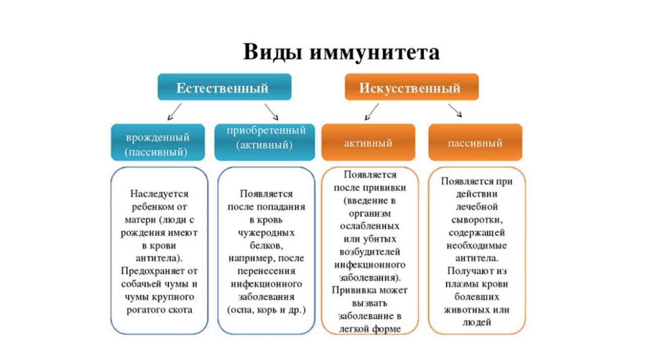 Иммунитет виды схема