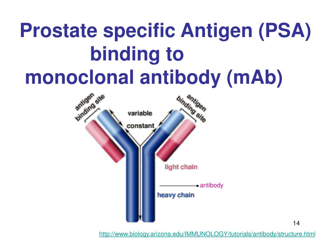 Psa. PSA антиген. Prostate specific antigen. Prostate specific antigen (PSA). Monoclonal antibodies structure.