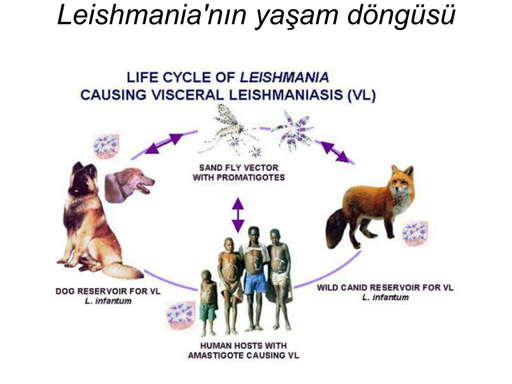 Жизненный цикл лейшмания схема