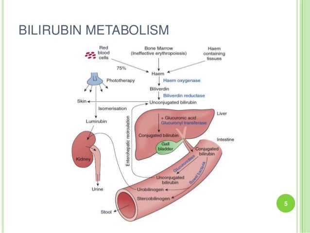 Боль в печени и температура. Лекарства от билирубина в печени. Bilirubin metabolism. Лампа билирубин. Bilirubin metabolism Sceme.