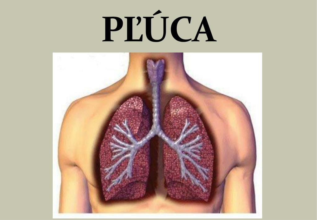 Поражаемые органы туберкулеза. Заболевание дыхательной системы туберкулез.