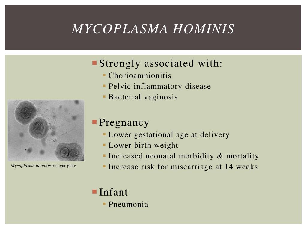 Микоплазмоз у мужчин симптомы. Mycoplasma pneumoniae микробиология. Микоплазмы антигенная структура. Микоплазма внутриклеточный возбудитель.