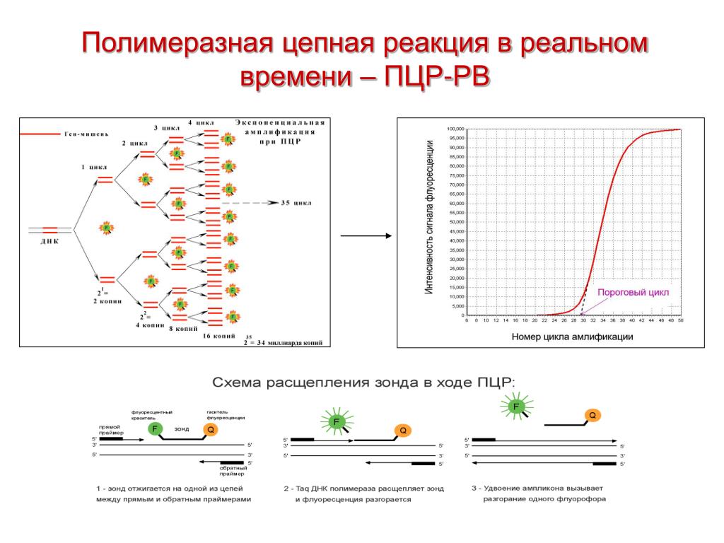 Полимеразной цепной реакции схема