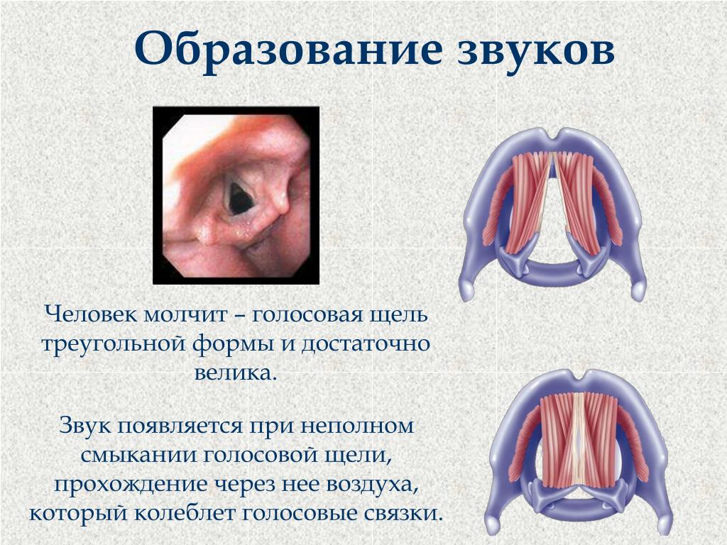 Голосовые связки схема