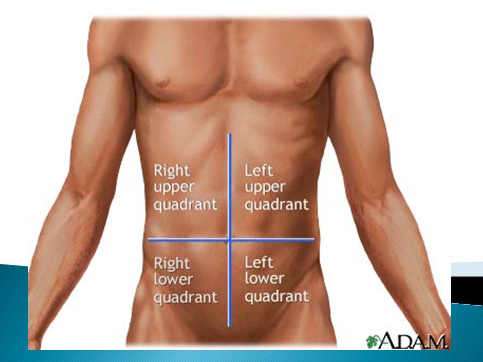 Organos lado derecho abdomen
