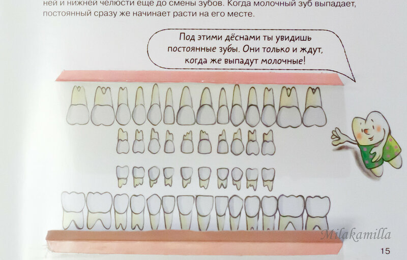 Как выпадают молочные зубы у детей схема