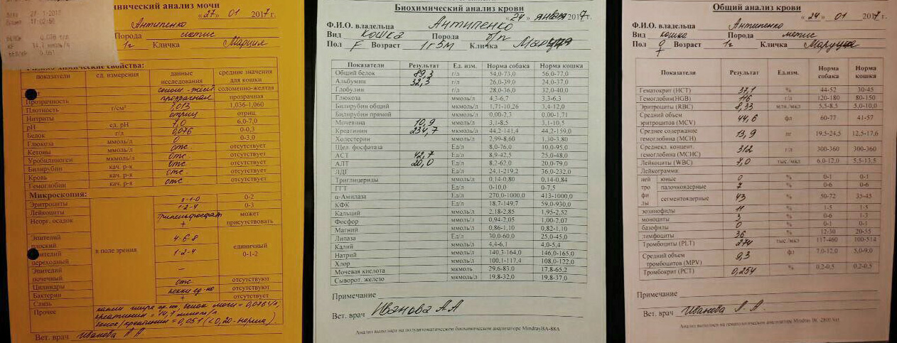 Поликлиника 1 анализы крови. Анализ крови кота. Анализ крови собаки. Общий анализ крови кота. Норма анализа крови у кота.