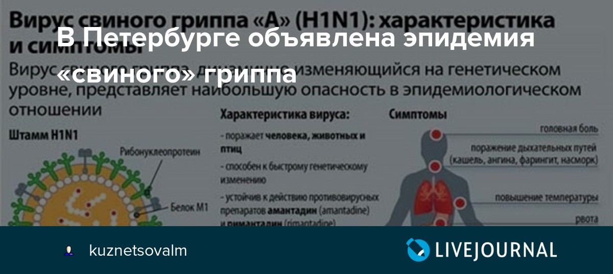 Обычного гриппа. Пандемия свиного гриппа h1n1. Вирус свиного гриппа (h1n1). Свиной грипп н1n1 симптомы. Грипп н1n1 симптомы.