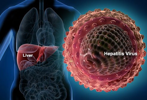 Pathogenesis of Hepatitis B
