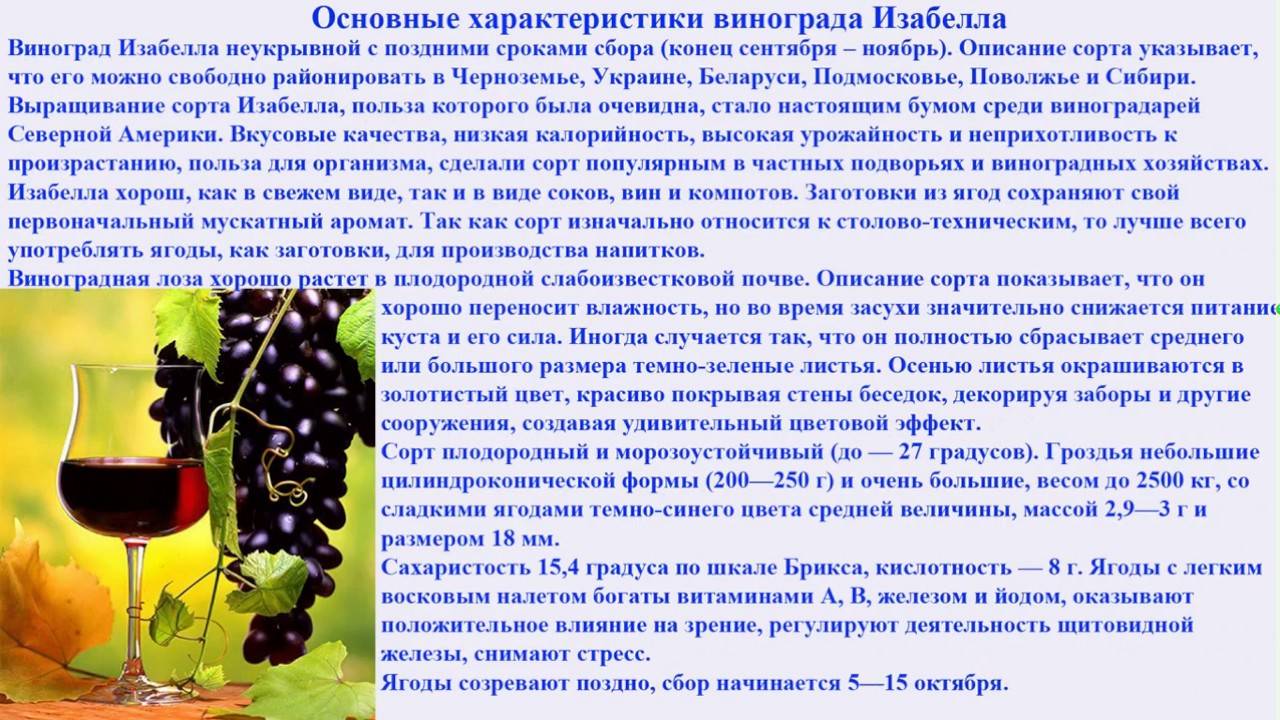 Вино виноград сахар. Полезные вещества в винограде.