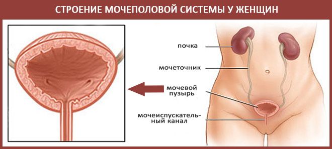 Мочеполовая