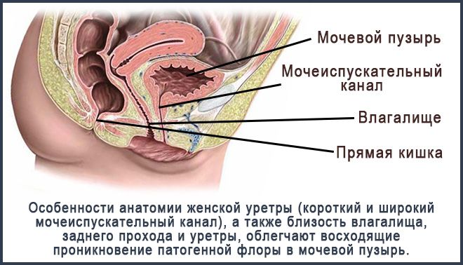 уретра1