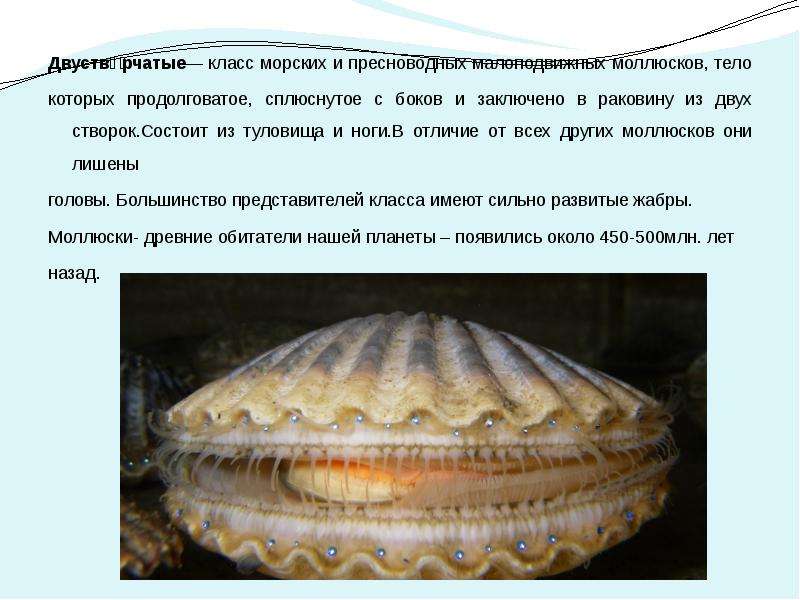 Тело моллюска заключено в. Раковина моллюска створчатый. Проект на тему раковины морских моллюсков.