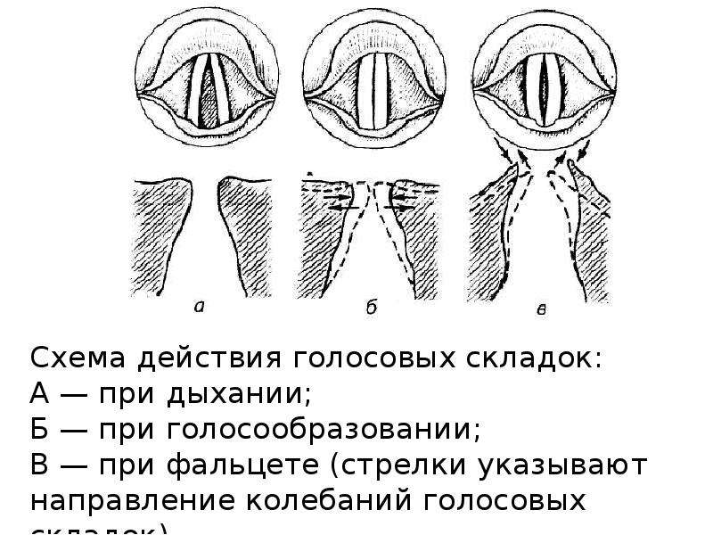 Голосовые связки картинка