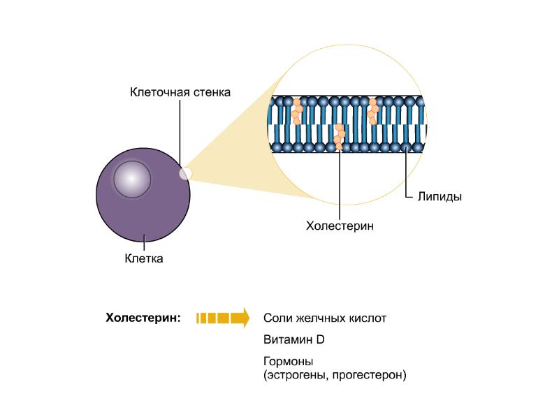 Клеточная стенка таблица