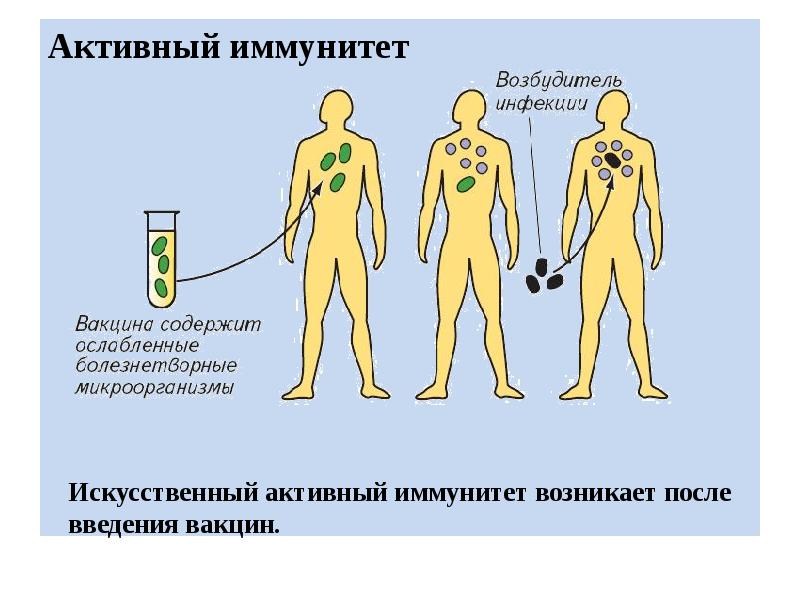 Какой вирус нарушает работу иммунной. Искусственный пассивный иммунитет вырабатывается. Активный иммунитет. Искусственный активный иммунитет. Пассивный иммунитет возникает после введения.