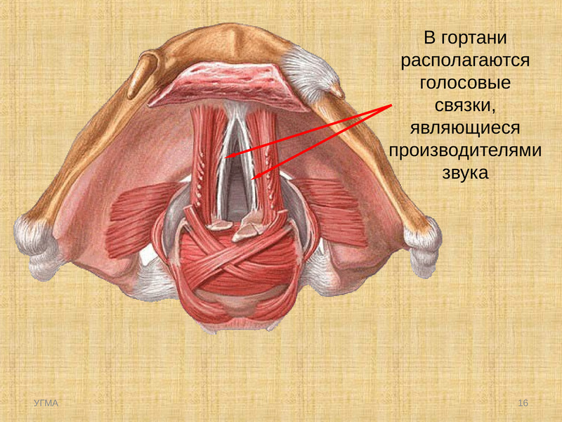 Ложные голосовые связки. Голосовые связки анатомия. Строение голосовых связок. Голосовые связки у человека.