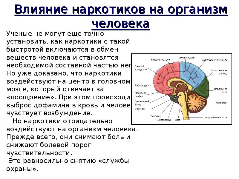 Влияние наркотиков на организм человека проект