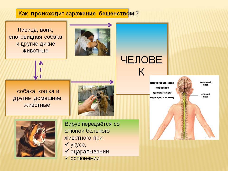 Презентация на тему бешенство инфекционные болезни