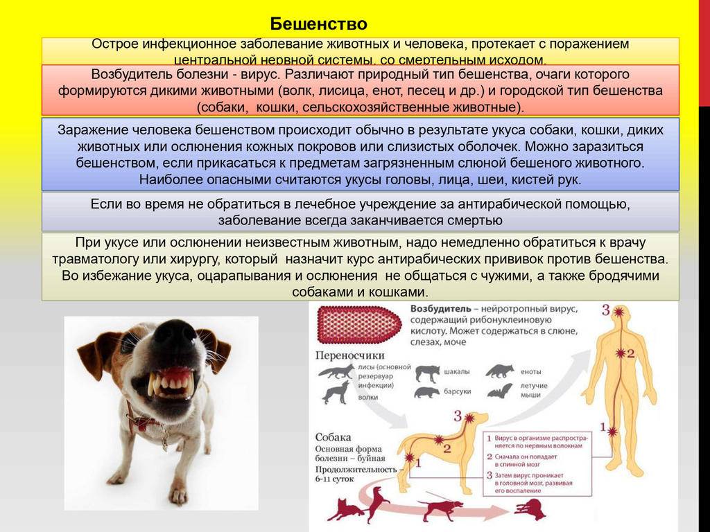 Презентация заболевания животных и их предупреждение